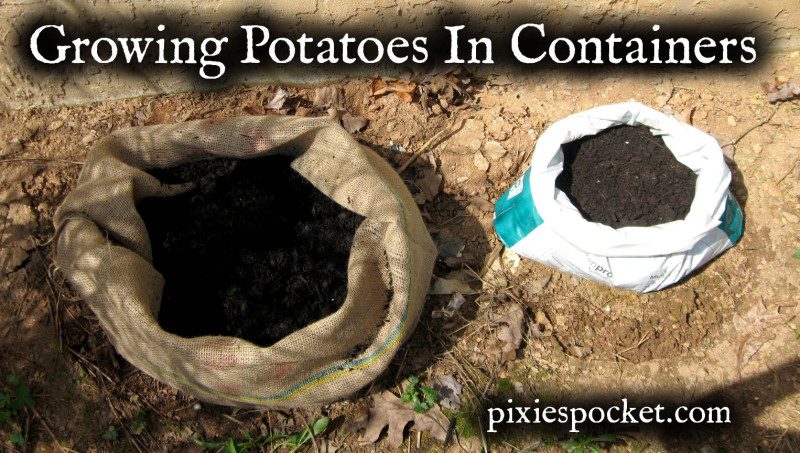 21 Genius Ideas For Growing Sacks Of Potatoes In Tiny Spaces