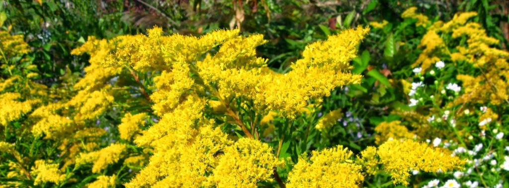 Goldenrod plants in full bloom - from "Goldenrod and Ginger Wine" on pixiespocket.com