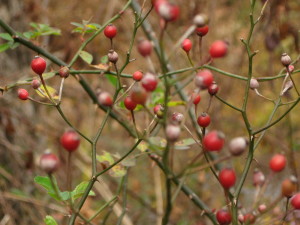 UPDATE: Wild Rosehips!!  (And then I found more color...can anyone help me identify this berry bramble?)