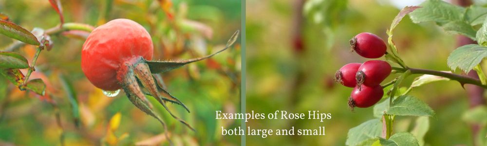 Should You Remove Rose Hips
