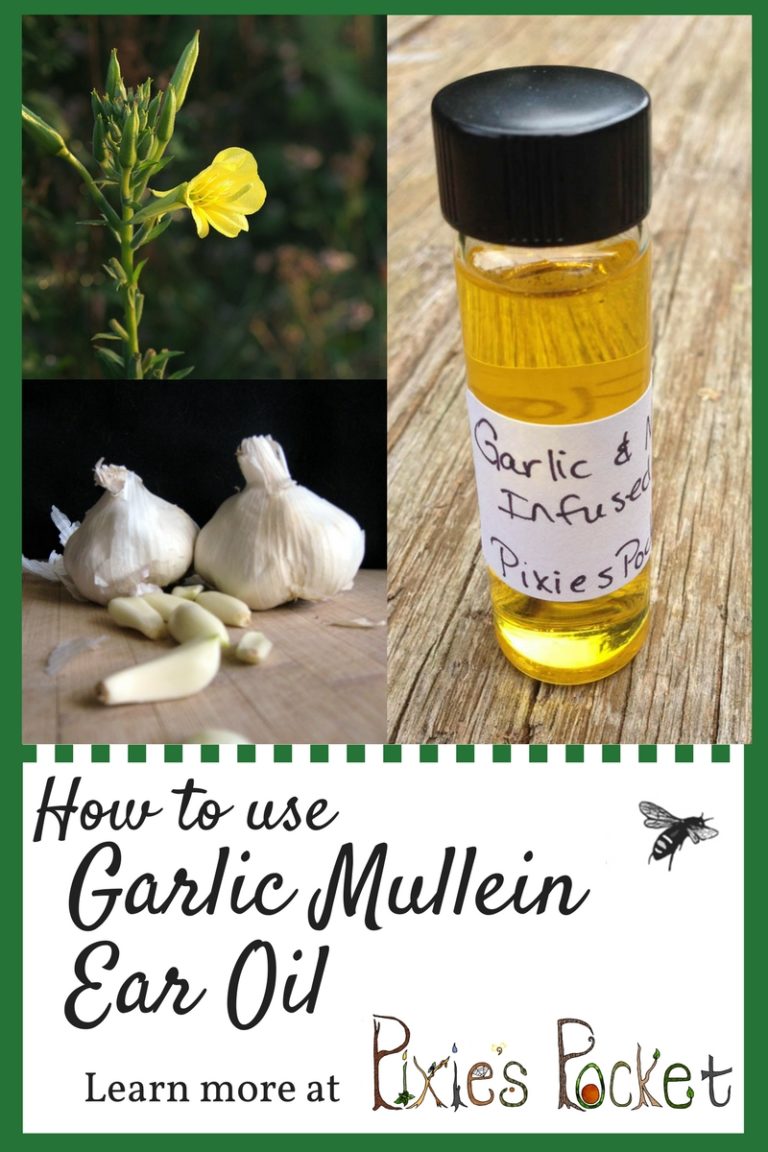 How to use Garlic Mullein Ear Oil for Earaches Pixie's Pocket